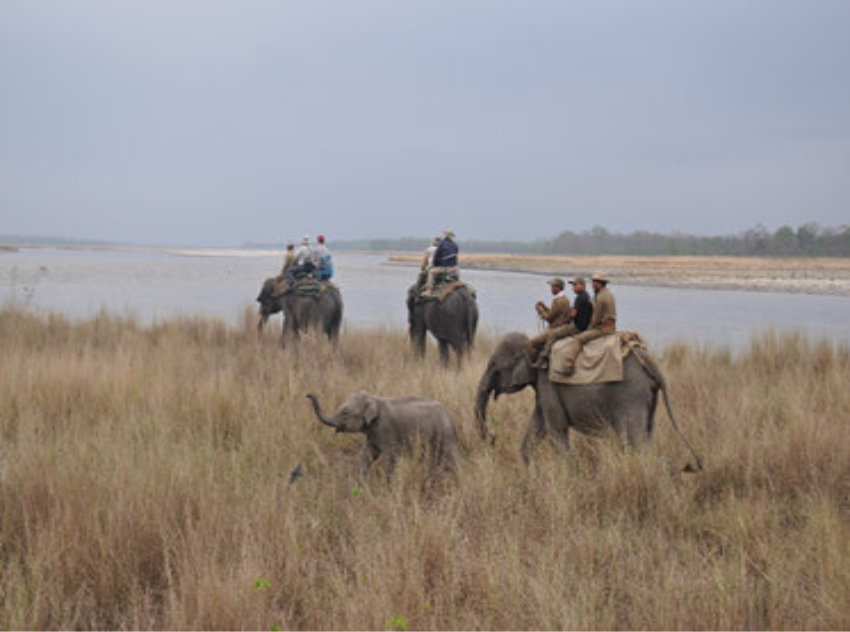 elephants-manas-national-park_april-2015