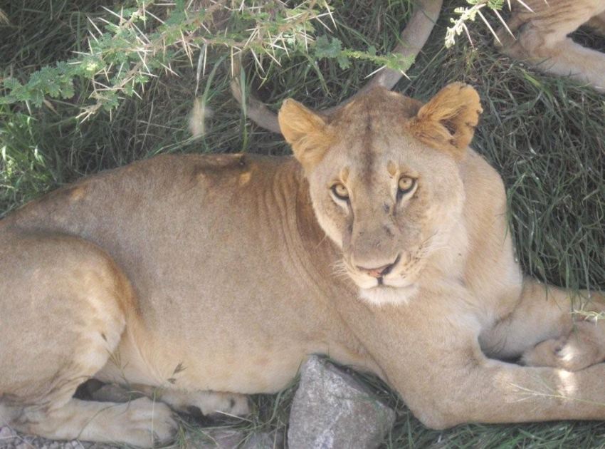 serengeti_lion_850